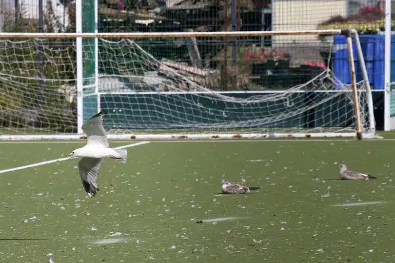 0_PAY-Gulls-Hockey-02 gabbiani